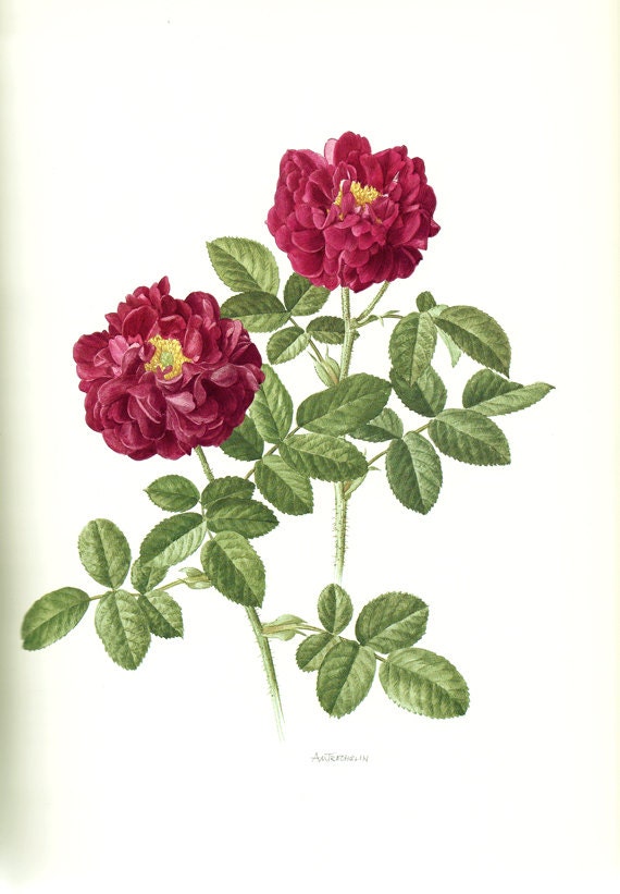 1985 Poster de Roses Pourpres Vintage Illustration Florale Tuscany Art Botanique Peinture Rouges Cad