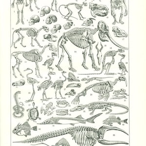 Skeleton print 1948 Vintage skeleton poster Vintage science print biology decor Biology art Skeleton art Skeleton poster Anatomy poster