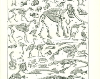 1922 Squelette vintage science biologie page de dictionnaire Illustration d'anatomie vintage Poster de squelettes vintage