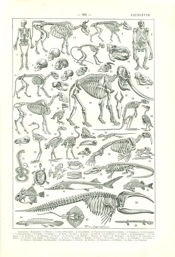 1922 ANtique fossils print Vintage skeleton poster, Paleontology illustration, biology decor wall art,  Fauna fossils, Anatomy dark academia