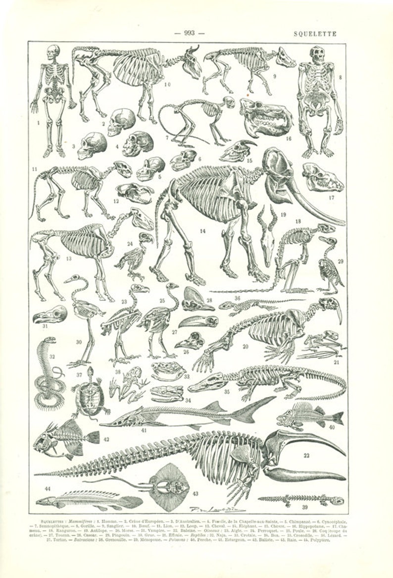 May include: A black and white illustration of various animal skeletons, including a human, a horse, a lion, a giraffe, an elephant, a bird, a snake, a turtle, a fish, and a crocodile. The skeletons are labeled with numbers and names.