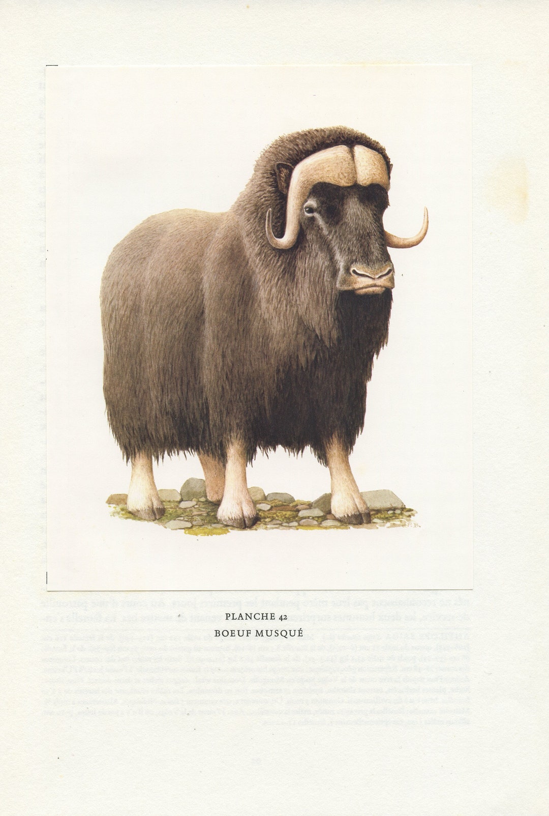 1970 Musk Ox Print by Barruel Ovibos Moschatus. Vintage Arctic Animal ...