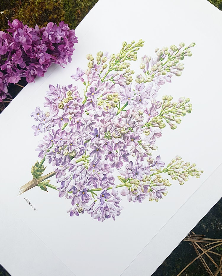 1972 Illustration de Lilas Vintage Image Fleurs Mauves Illustration Botanique Violettes Déco Florale