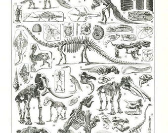 Może przedstawiać: Szczegółowa czarno-biała ilustracja różnych prehistorycznych skamieniałości i szkieletów, w tym dinozaurów, trylobitów i innych starożytnych stworzeń. Słowo "PALÉONTOLOGIE" znajduje się na górze.