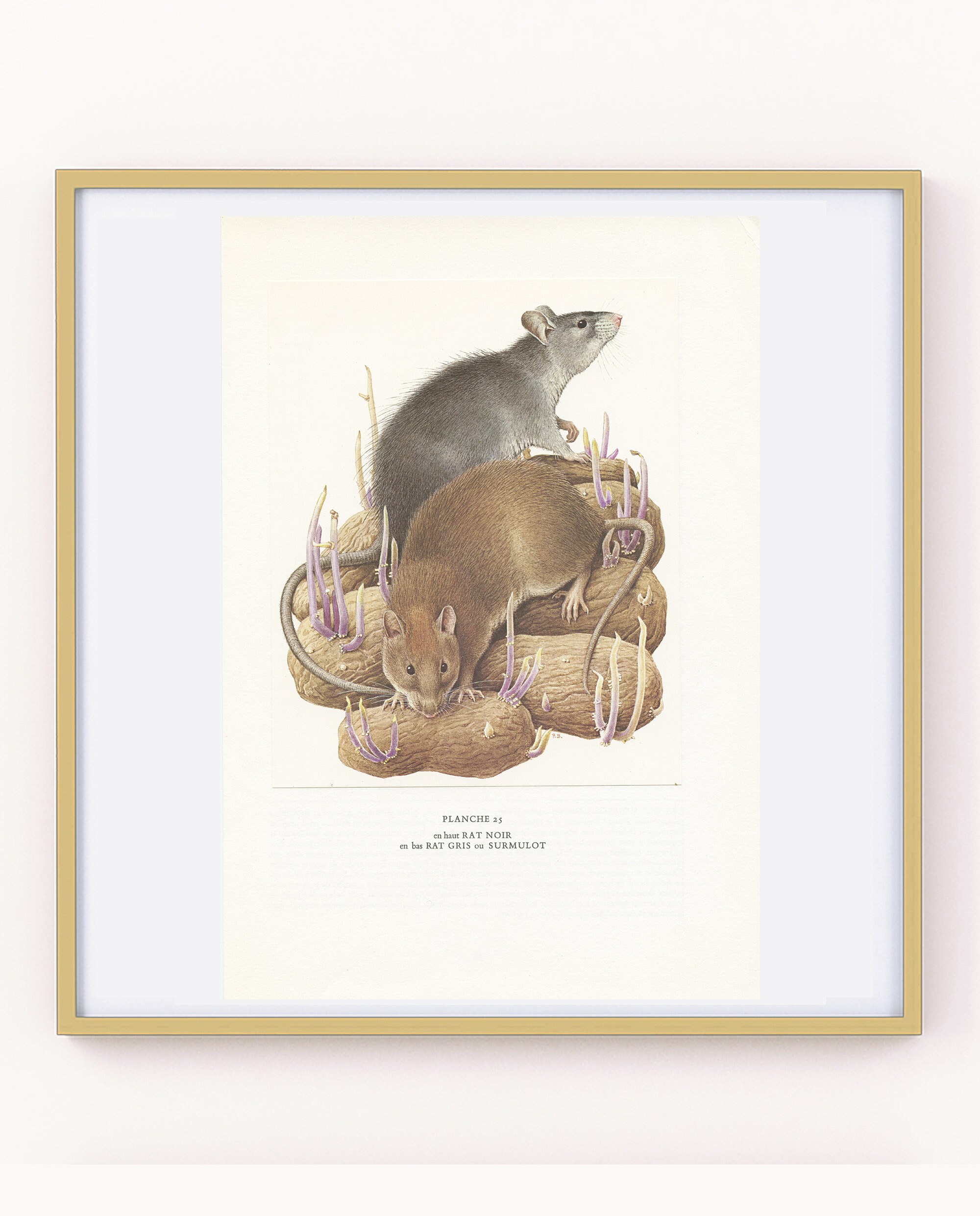 Black & Brown Rat Print From 1970. Vintage Rodent Art Pet Rat Lover ...