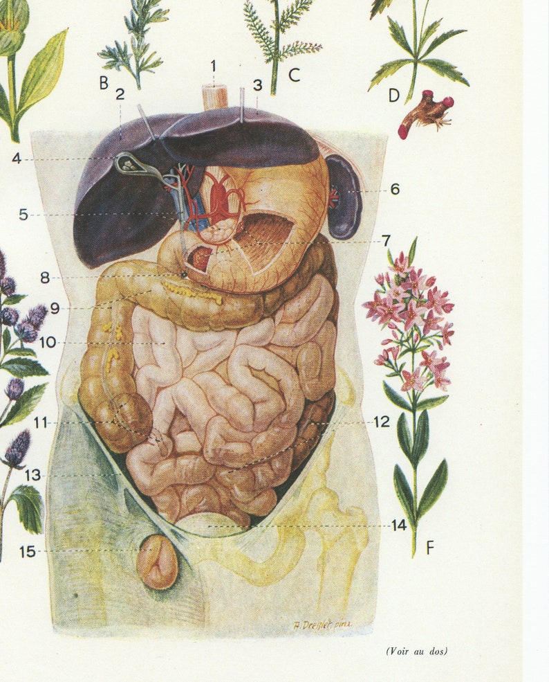 Vintage Digestive System Anatomy Reprint From 1950. Antique Medical ...