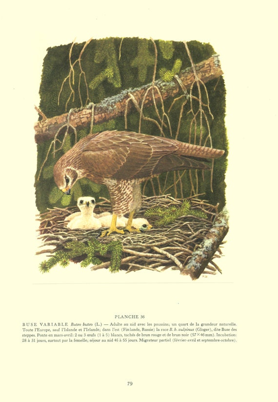 Illustration de Buse Variable 1959 Vintage Poster Buse Affiche d'oiseau Rapace Ancienne