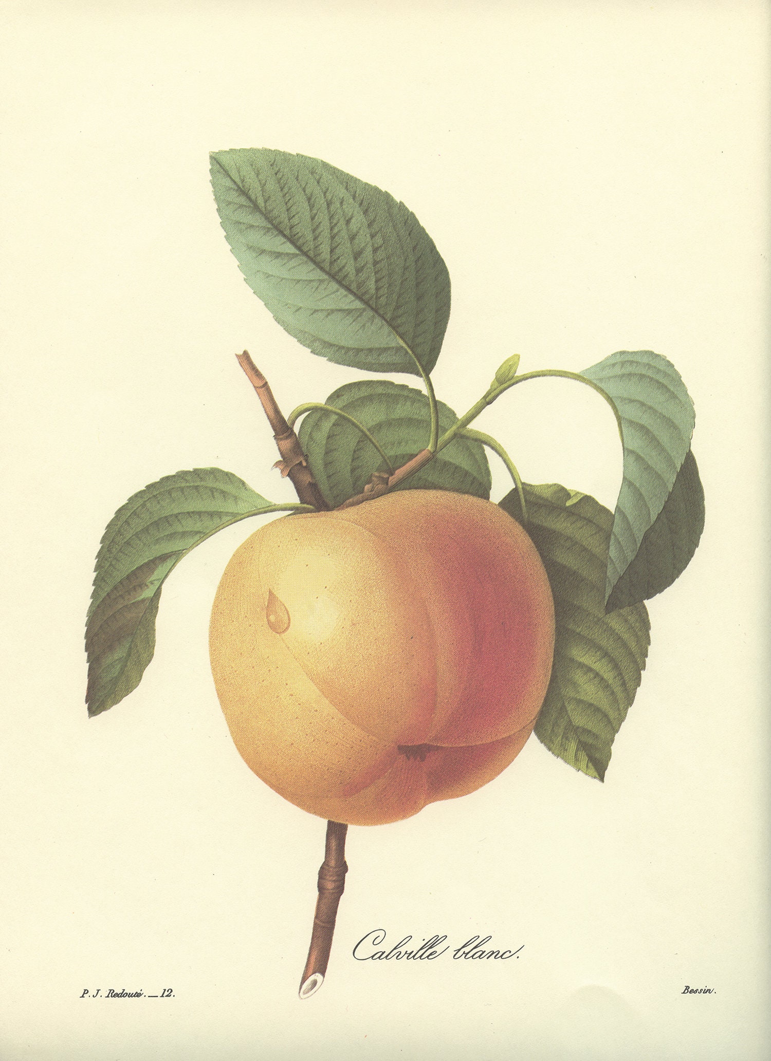 1986 Illustration Botanique Ancienne de Pomme Calville Peinture Redouté 1986 Déco Cuisine Vintage Po