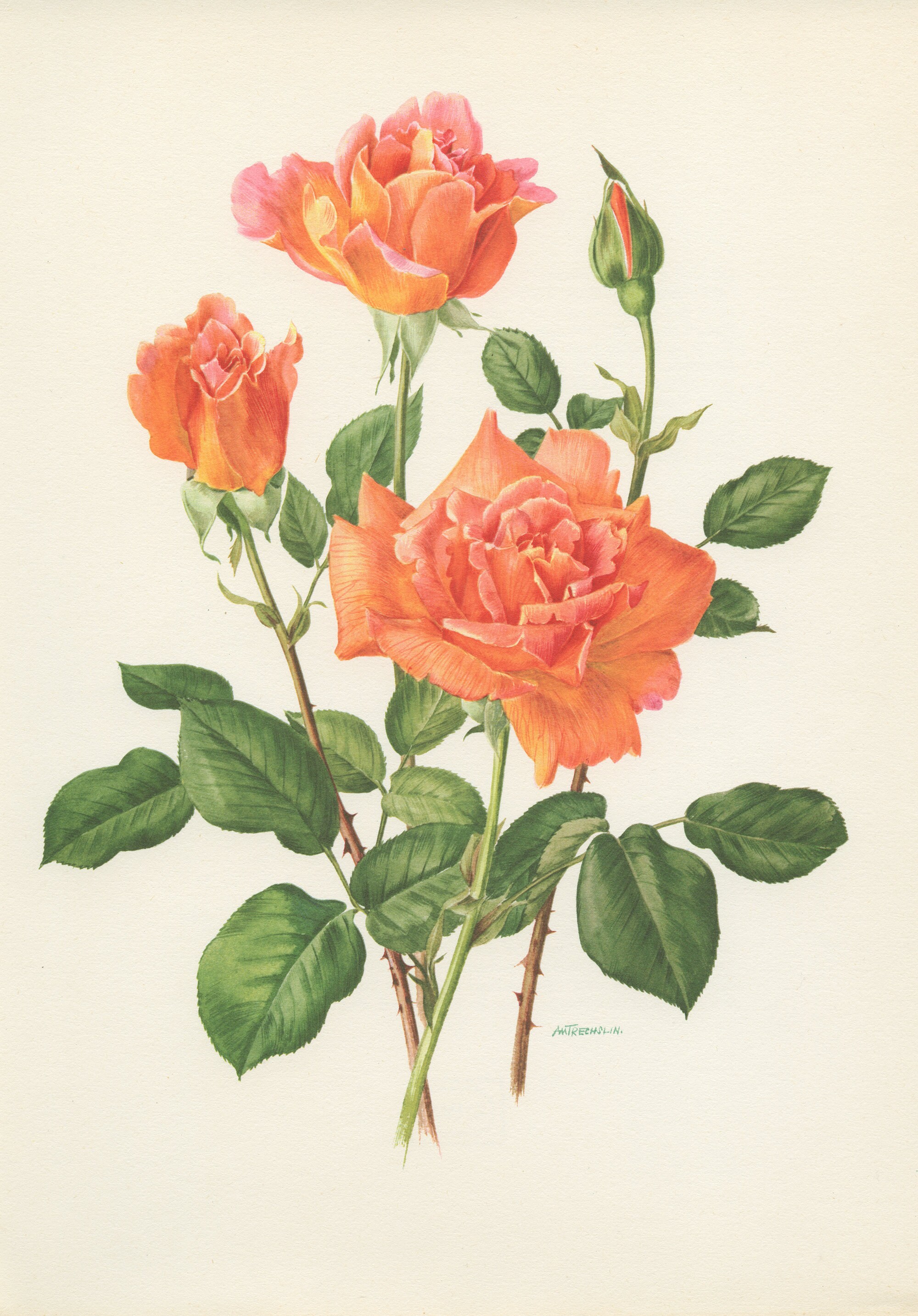 1967 Illustration de Rose Saumon Vintage. Aquarelle Ancienne A-M Trechslin. Rose Orange Gravure Rose