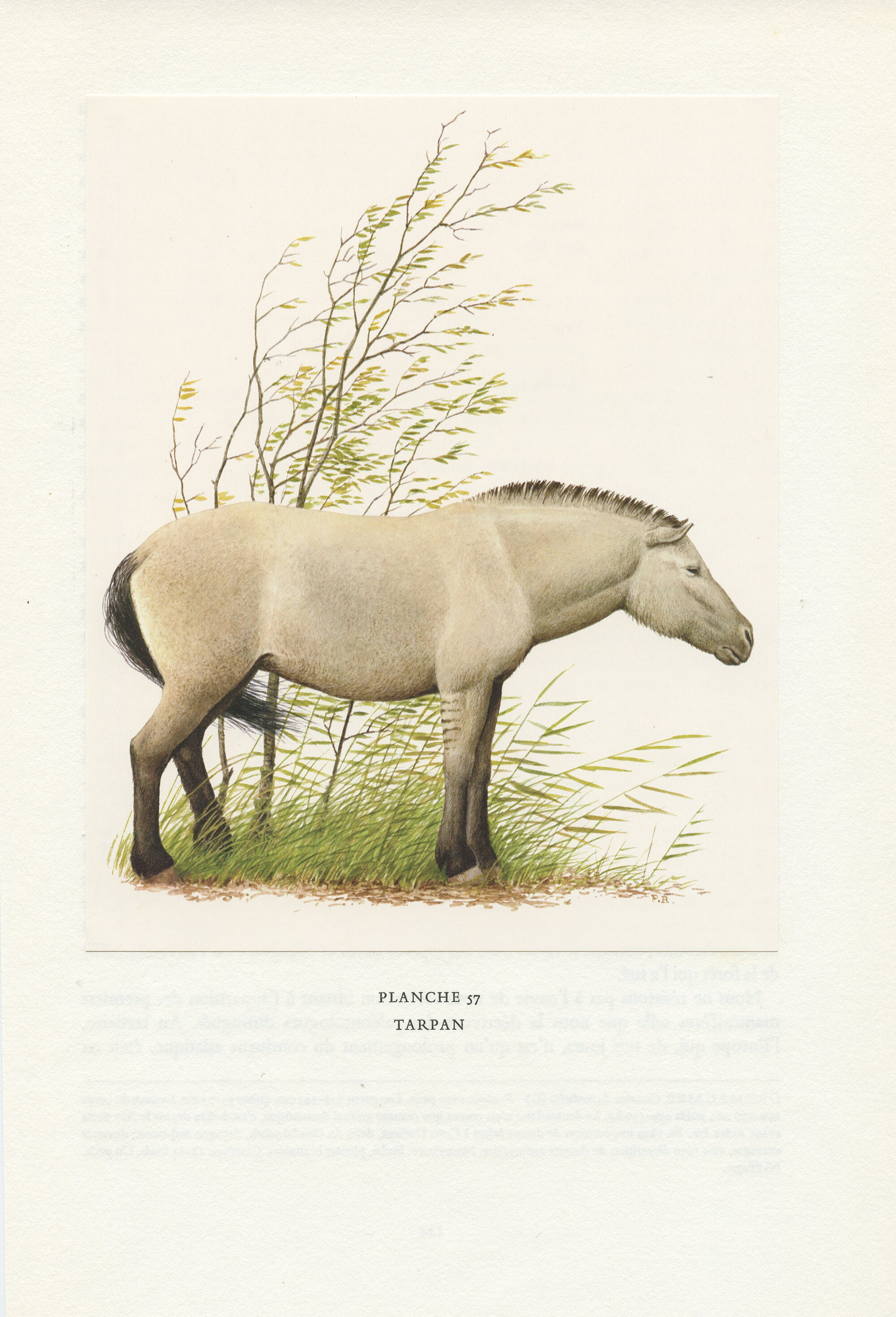 1970 Illustration de Tarpan Vintage. Image Cheval Sauvage Des Steppes Russes. Animalière Déco Nature