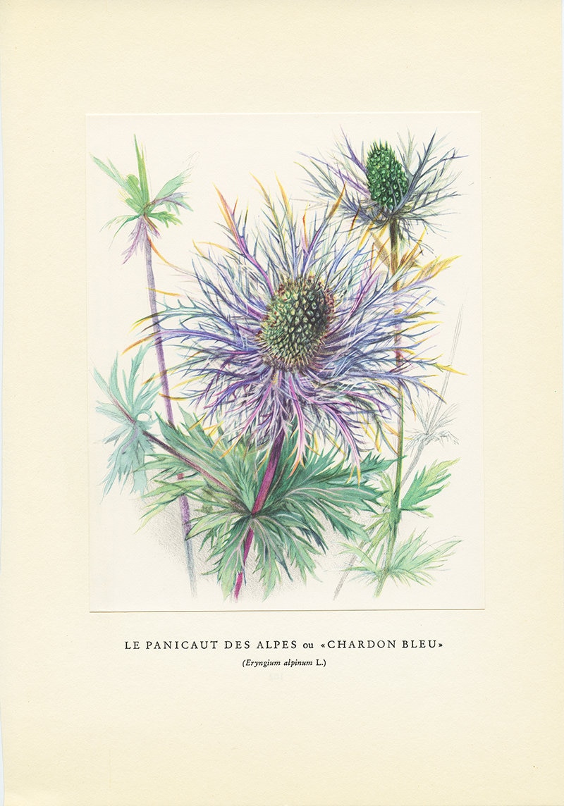 Illustration de Panicault Des Alpes 1959 Vintage. Petite Affiche Fleurs Sauvages. Chardon Bleu Eryng