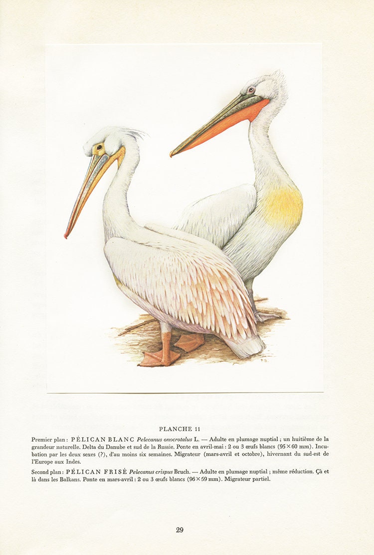 Pelican Blanc, 1962 Affiche de Pélican Vintage, Pélican Frisé, Paul Barruel, Affiche d'oiseaux Marin