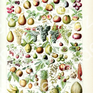 Fruits chart antique from 1922 Fruit botanical print. Fruits French dictionary page. Small flora illustration 1920s. Fruits poster image 2