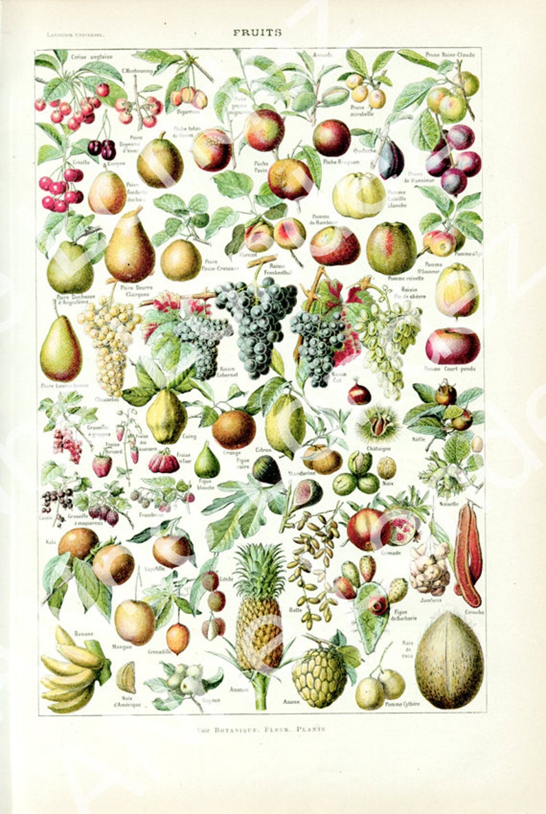 Fruits chart antique from 1922 Fruit botanical print. Fruits French dictionary page. Small flora illustration 1920s. Fruits poster image 2