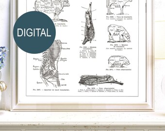 DIGITAL Large square French butcher cuts PNG Instant download. Cuts of beef pork  veal sheep mutton. Restaurant butcher chart kitchen decor