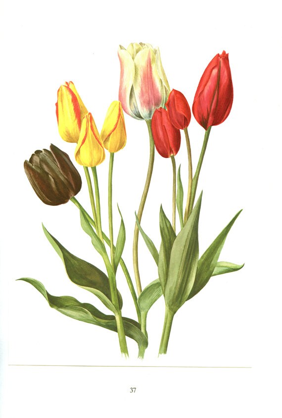 1972 Illustration de Tulipes Vintage Tulipe Noire Queen Of The Night Rouge Berna Jaune Odette Peintu