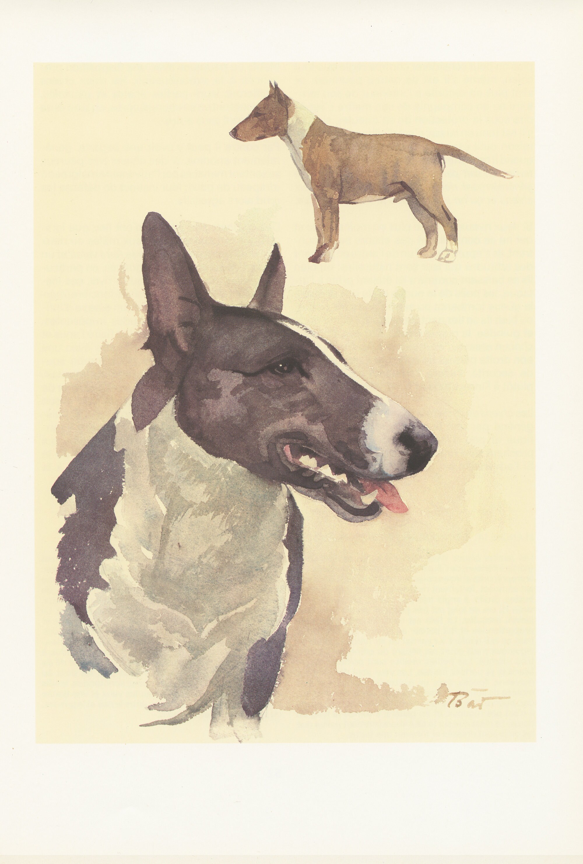 Terrier Bull Vintage - 1975 Illustration de Buillterrier Brun - Petite Affiche Chien - Cadeau Pour P