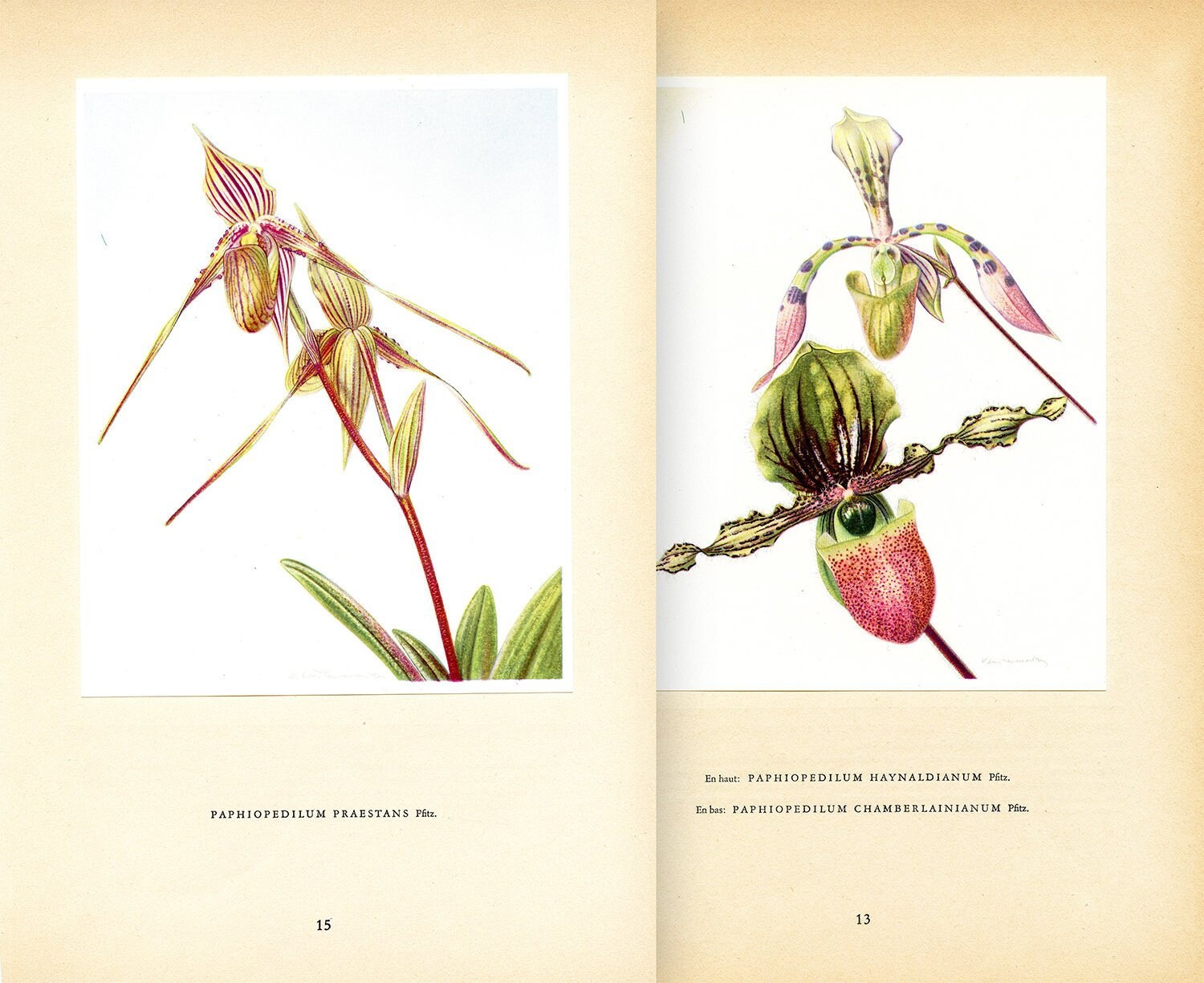 Paire d'illustrations d'orchidées Roses et Vertes Paphiopedilum de 1953 Pour Décoration Florale Cade