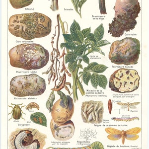 Puede incluir: Una lámina educativa botánica antigua titulada Maladies et Ennemis de la Pomme de Terre, que muestra diversas enfermedades, plagas y ciclos de vida de la patata, incluyendo el escarabajo de la patata, la polilla de la patata y la oruga de la esfinge calavera.