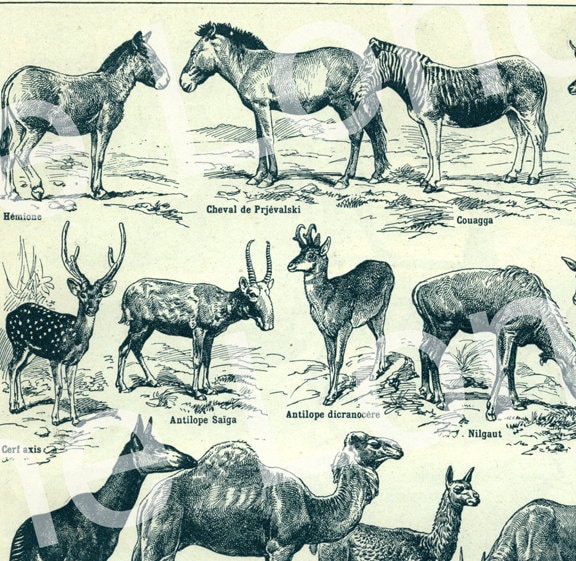 1922 Vintage Mammals Animal Poster. Small French Antique Animal