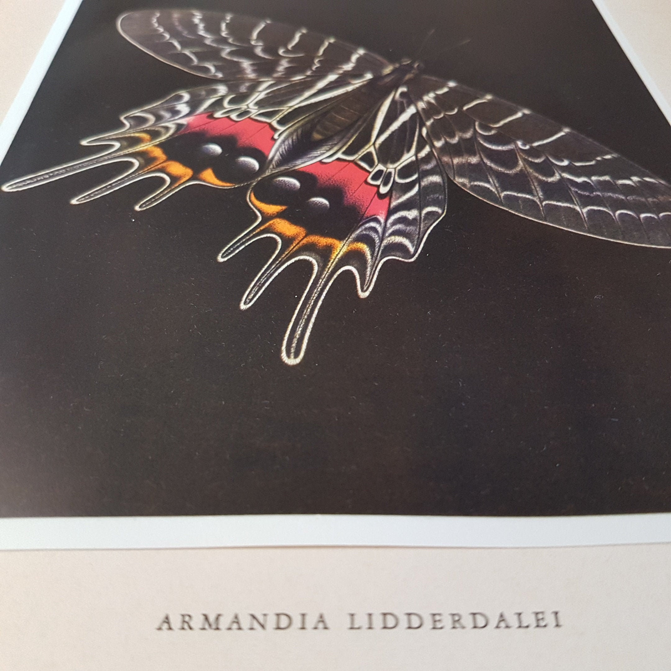 1950 Illustration de Papillon Tropical Noir Vintage Poster Affiche Deco Décoration Papillon