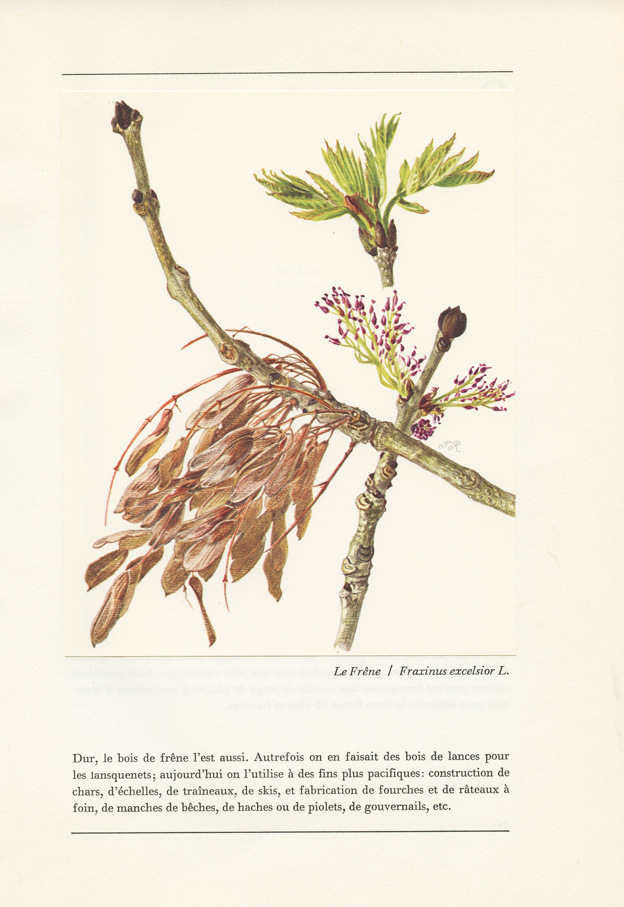 Illustration Botanique de Frêne 1959. Petite Affiche d'arbre La Forêt. Cadeau Pour Jardinier, Bucher