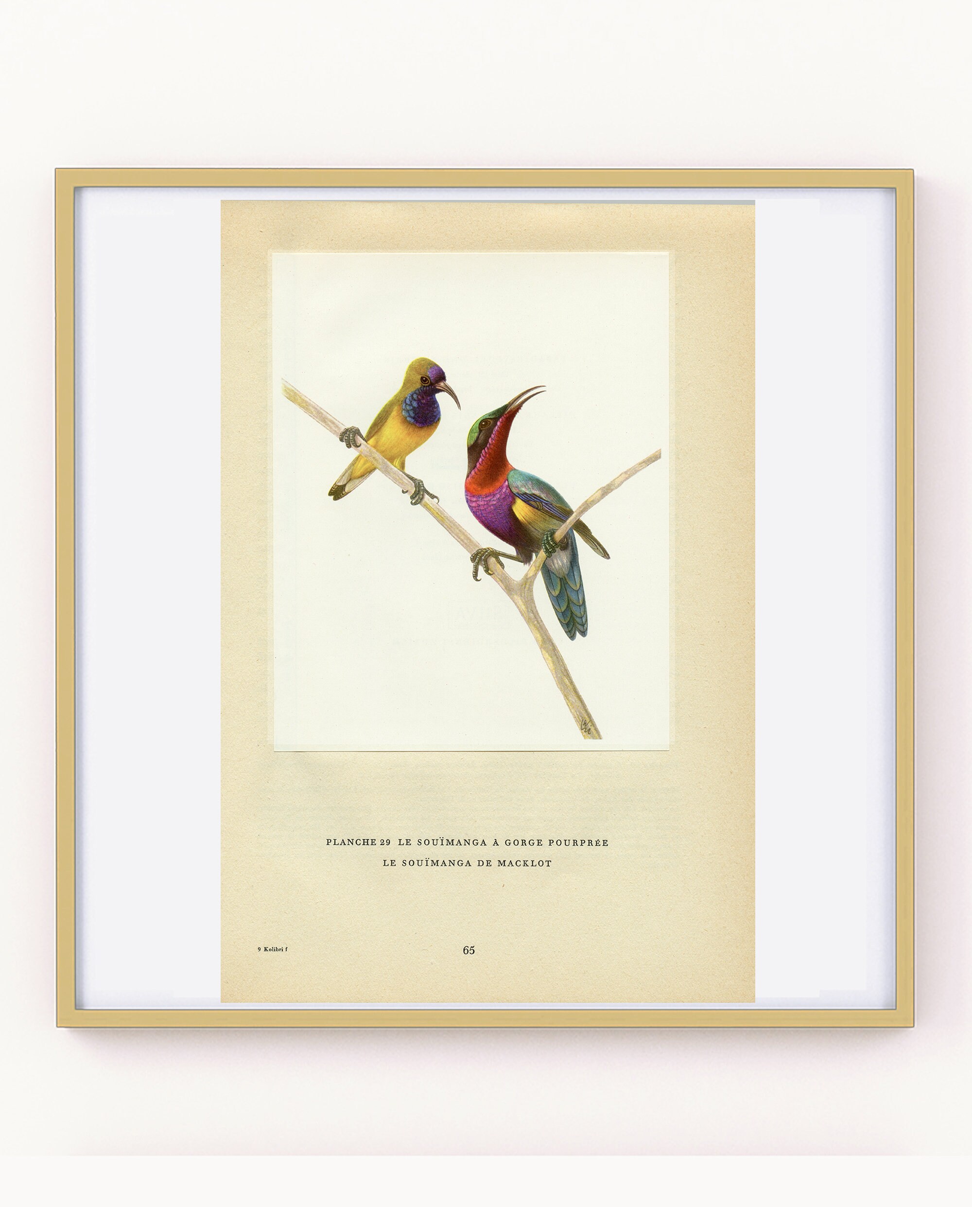 Illustration de Souimanga à Gorge Pourprée & Macklot Vintage 1961. Petite Affiche Grimpereau. Cadeau