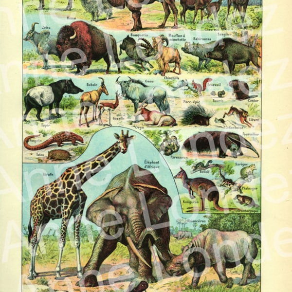 1923 Illustration vintage Animaux mammifères page de dictionnaire, planche faune