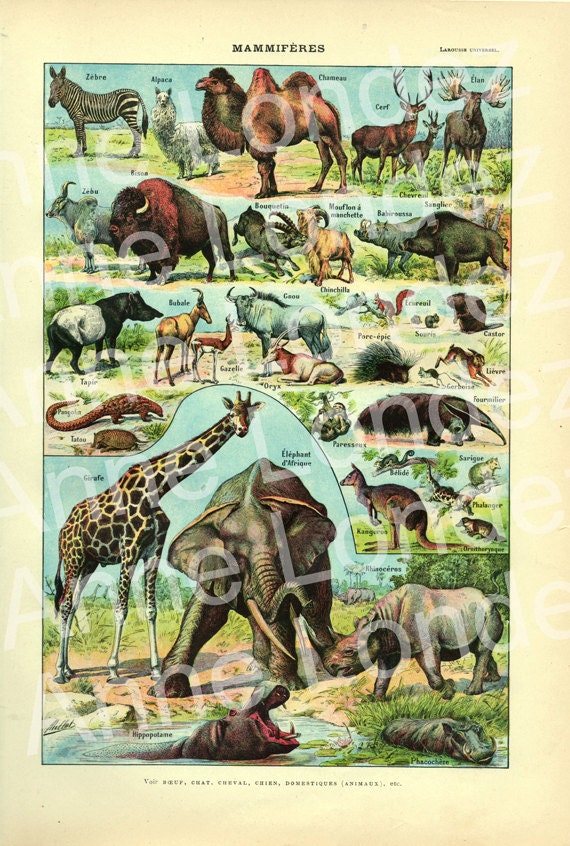 1922 Vintage Animal Poster Vintage Mammals Poster French Etsy