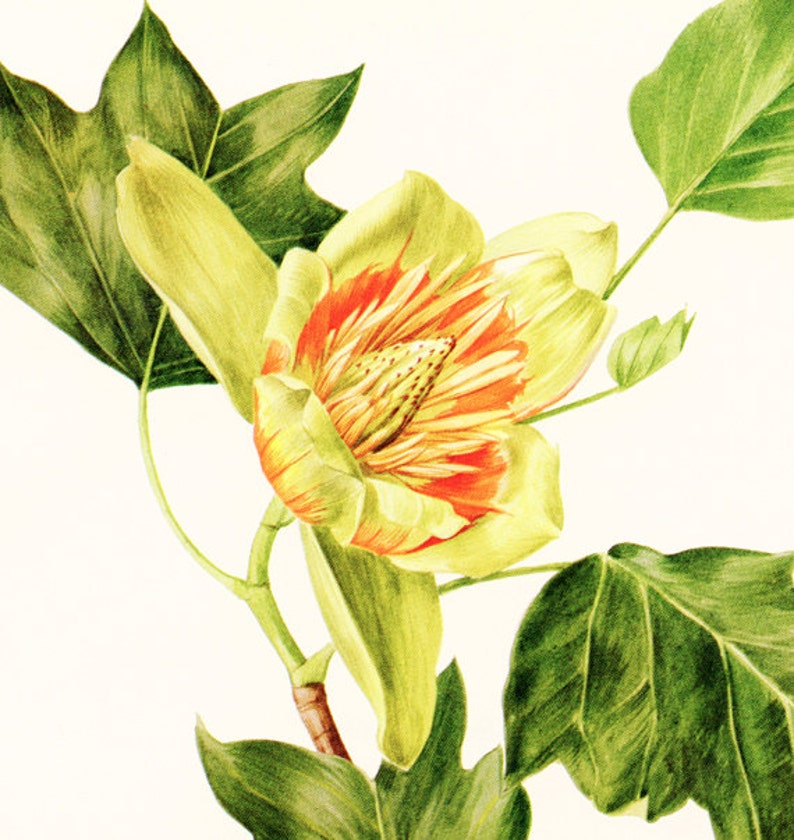 1972 Botanical art Vintage Tulip tree poster. Tulip poplar | Etsy