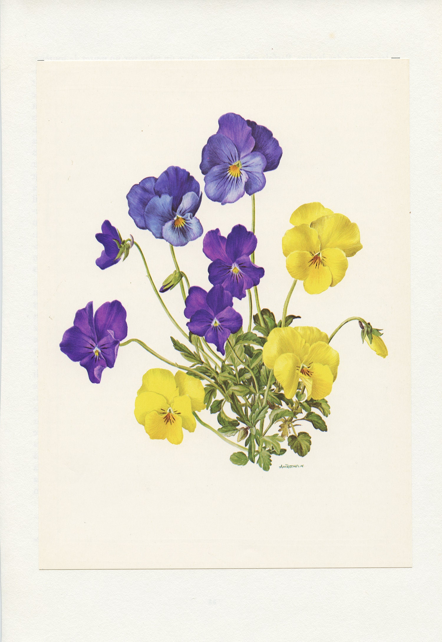 1972 Illustration de Pensées Jaunes et Violettes Vintage. Art Botanique Fleurs Jaunes. Décoration Fl