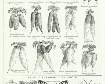 1921 Antique Carrots print for Vintage Rustic cottagecore Farmhouse kitchen wall decor. Food art Veggies vegetables heirloom varieties