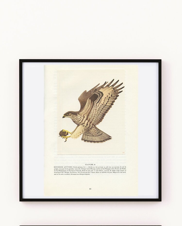 Petite Illustration de Bondrée Apivore Vintage 1959 Par Paul Barruel. Affiche Cadeau Pour Ornitholog