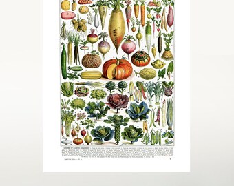 16x20" Vegetables botanical art for kitchen decor. Giclee vintage food wall art print. Rustic veggie art. Cottage decor, Vegan gift ideas