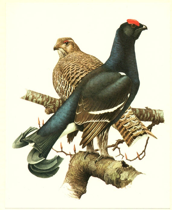1960 Black Grouse Poster for Cabincore Vintage Bird Wall Home