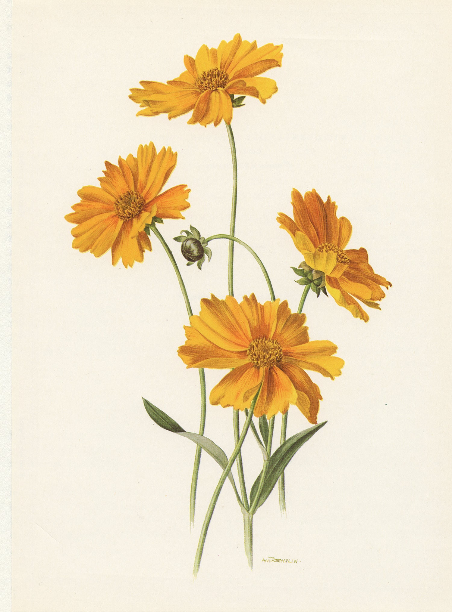 Small Yellow Coreopsis Vintage Botanical Print From 1970. Tickseed Flower  Print. Botanical Art Poster. Gardener Gift Cottage French Country - Etsy