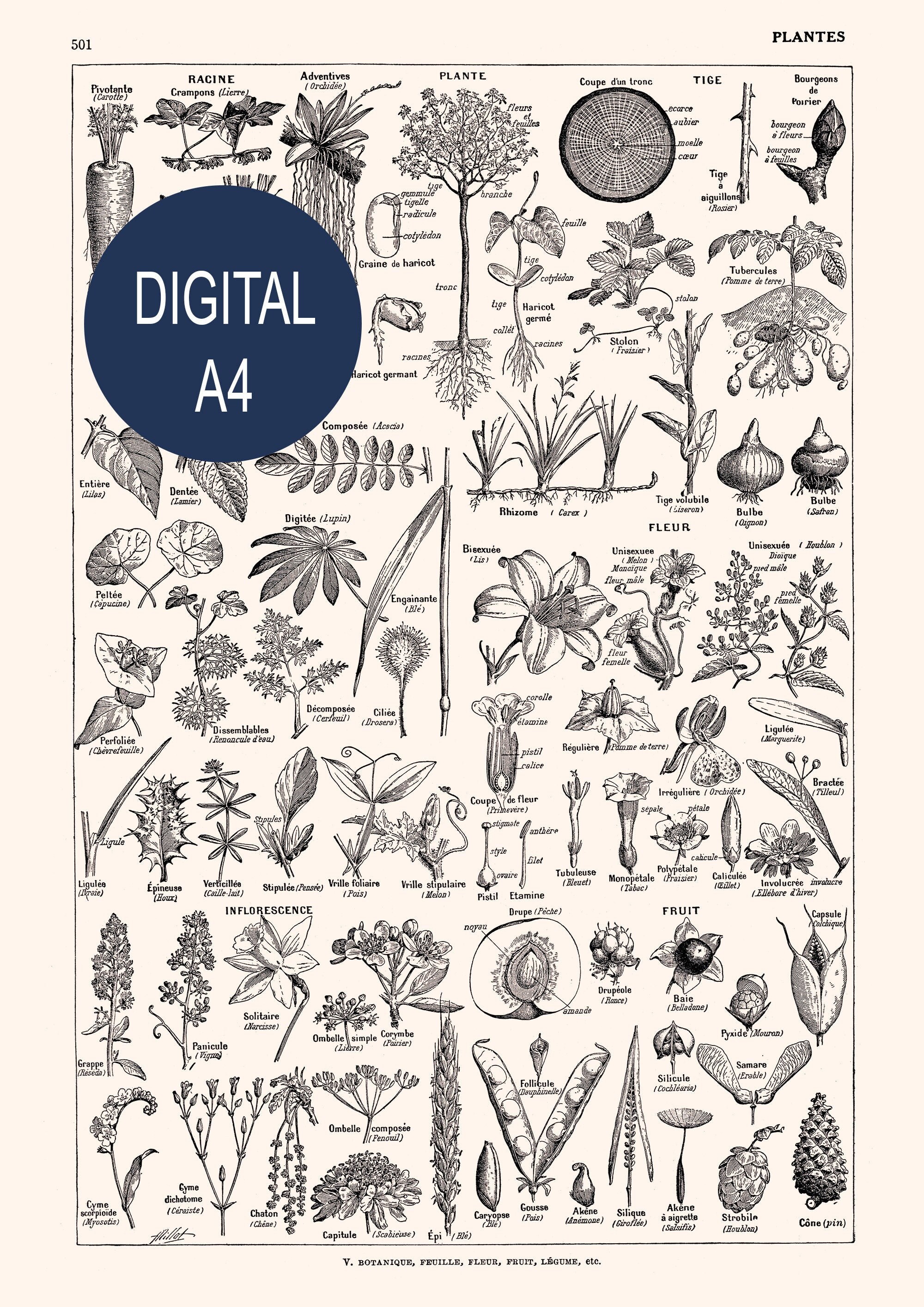 Digital collage sheet Printable Plant Art 8.5x11 inches Black and white botanical digital download Letter format print