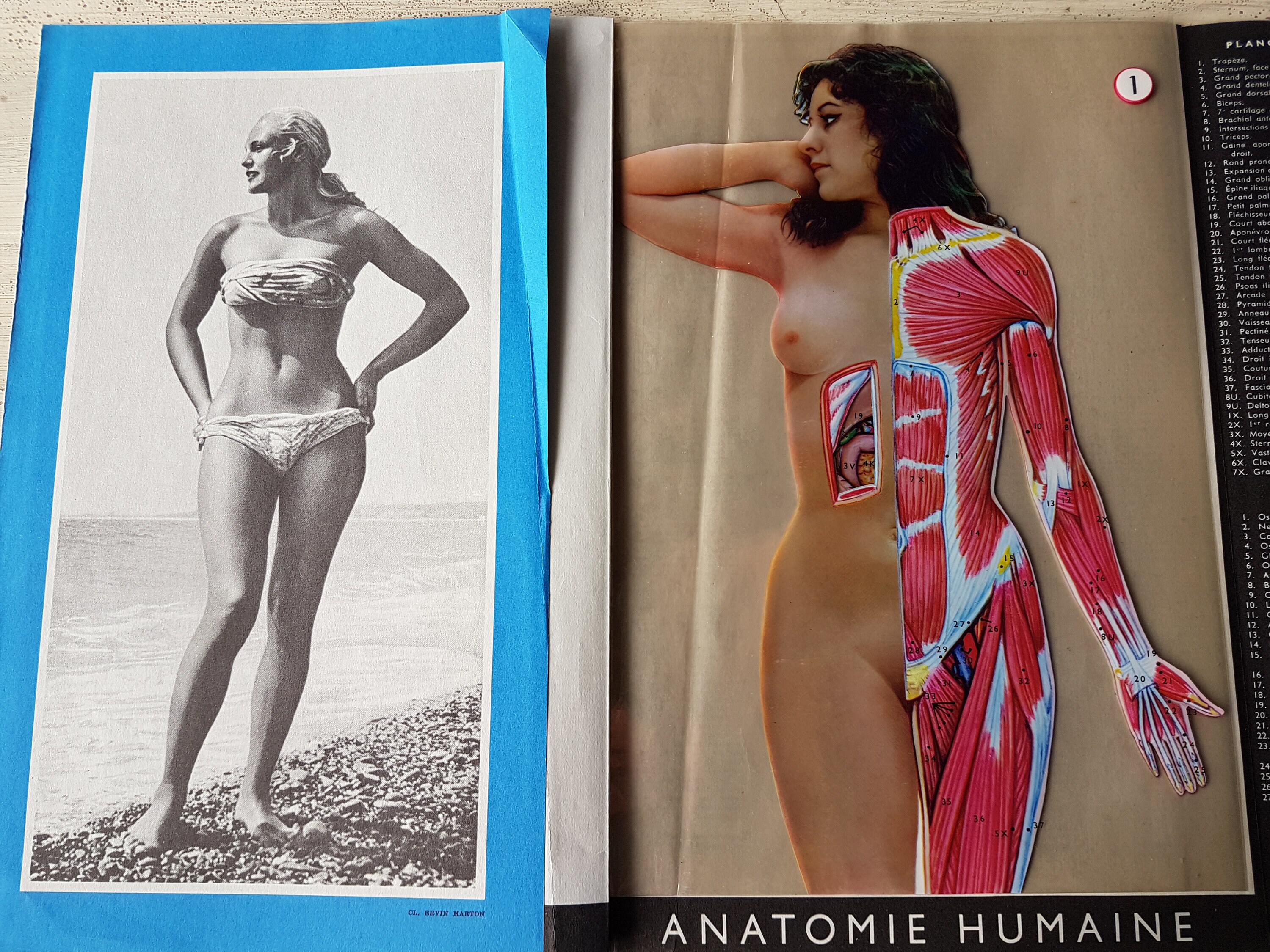 1952 Livret d'anatomie Humain Vintage avec Transparents. Coupe Du Corps. Cadeau Pour Médecin Poster