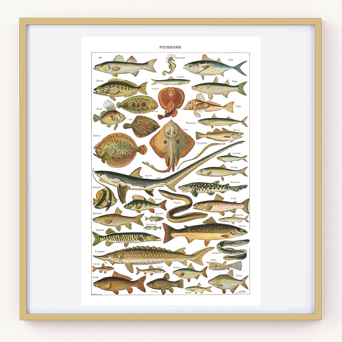 EU Sizes Large Fish Poster. Vintage Style Fish Chart for - Etsy