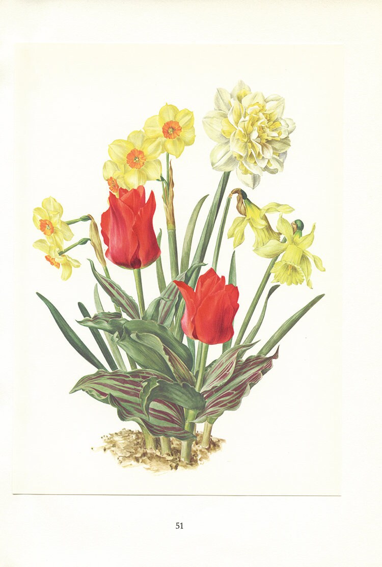 Petite Affiche de Jonquilles Jaunes & Tulipes Rouges 1964. Art Botanique Fleurs à Bulbes Deco Printe