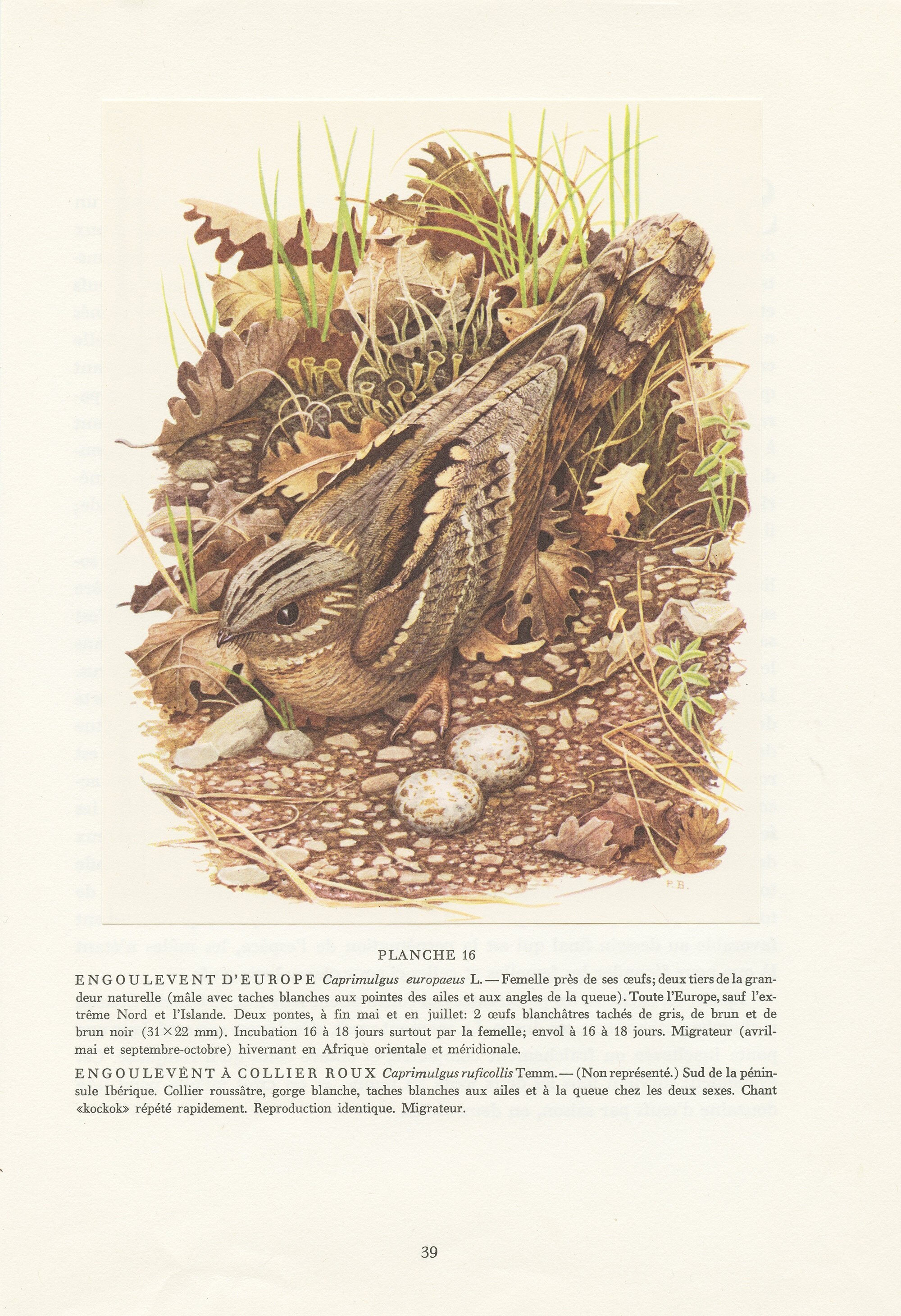 Illustration d'engoulevent d'europe Vintage de 1961 Au Nid avec Oeufs. Peintures d'oiseaux Déco Oise