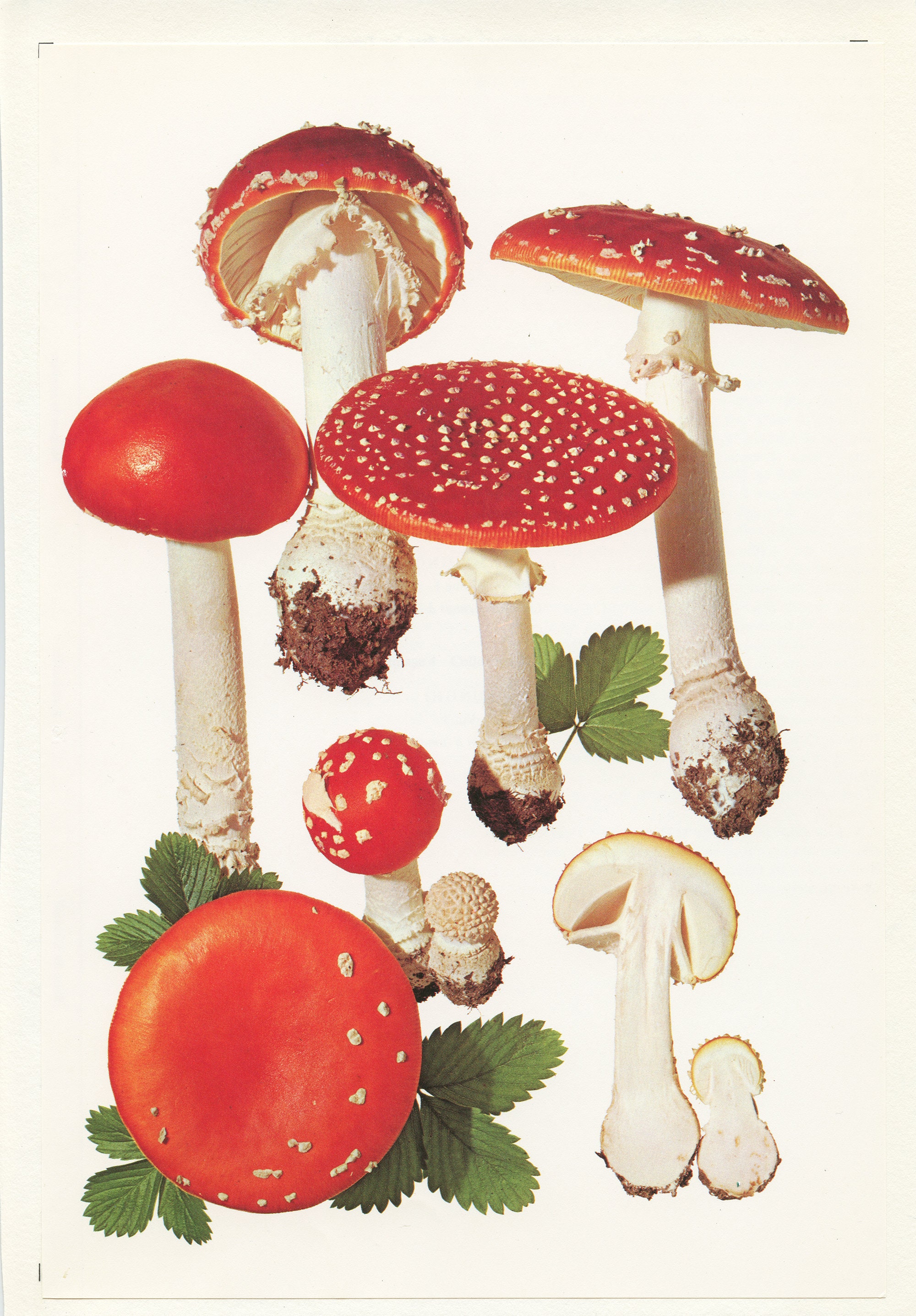 Logbuch-Verlag Lot de 4 petits champignons mouches, en argile