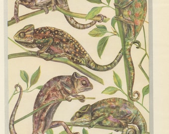May include: A vintage botanical illustration featuring several chameleons on branches with green leaves. The chameleons are depicted in various colours, including green, brown, and pink. The text at the bottom reads "Variations Chromatiques du Caméléon Vulgaire."