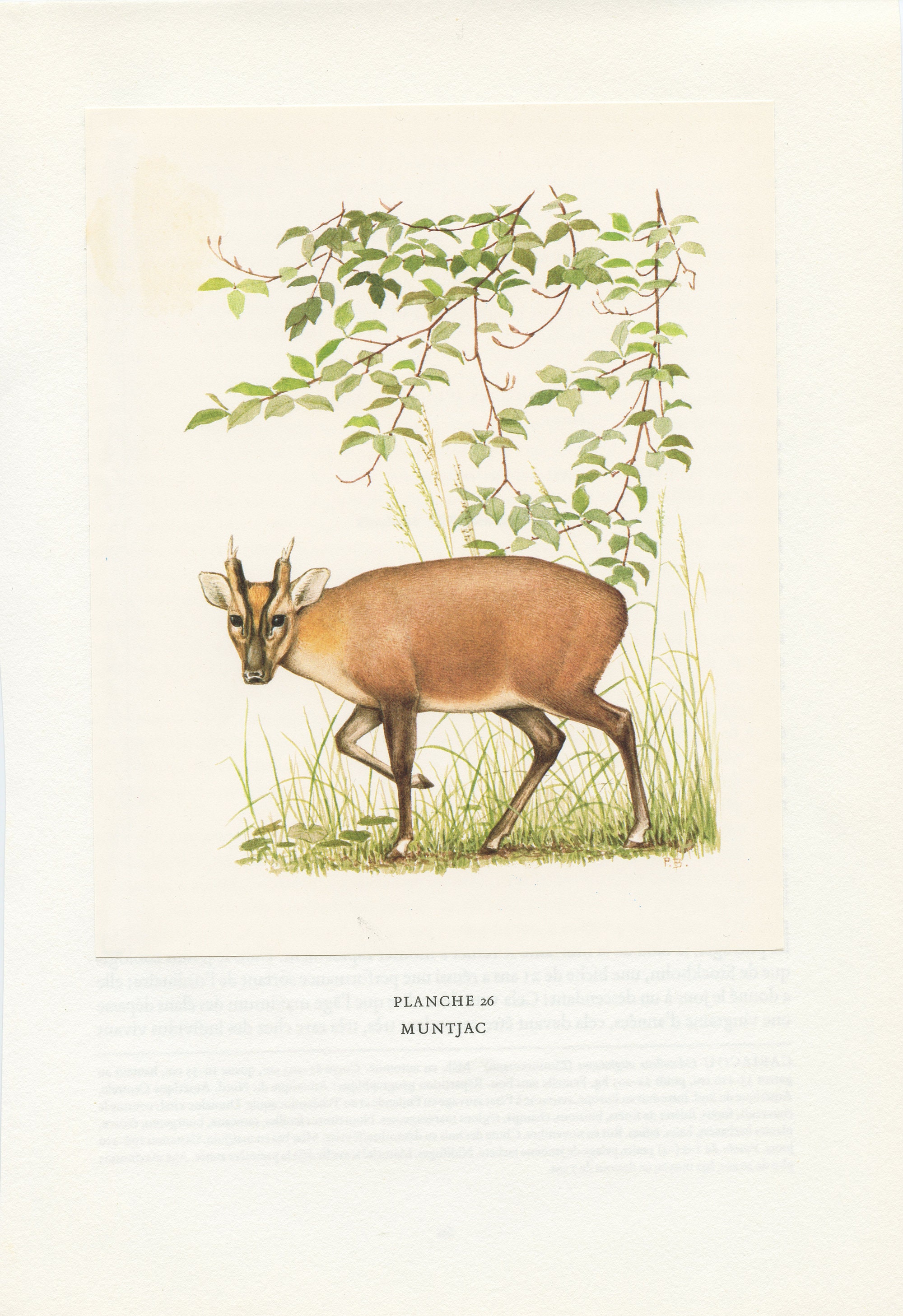 1970 Illustration Vintage de Muntjac Reeves, Formose. Animalière Cerf Aboyeur. Déco Nature Cadeau Ma