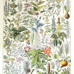 1936 Vintage botanical illustration Vintage medicinal plants poster G to V French country decor classroom decor Botanical art Herbs poster