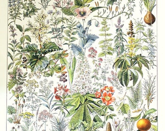 1936 Vintage botanical illustration Vintage medicinal plants poster G to V French country decor classroom decor Botanical art Herbs poster