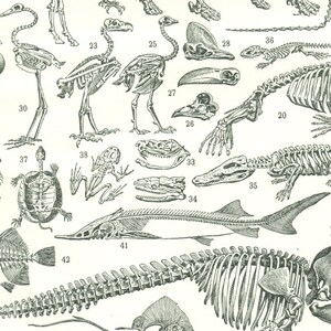 May include: A black and white illustration of various animal skeletons, including a bird, turtle, frog, alligator, fish, and a human. The skeletons are labeled with numbers.