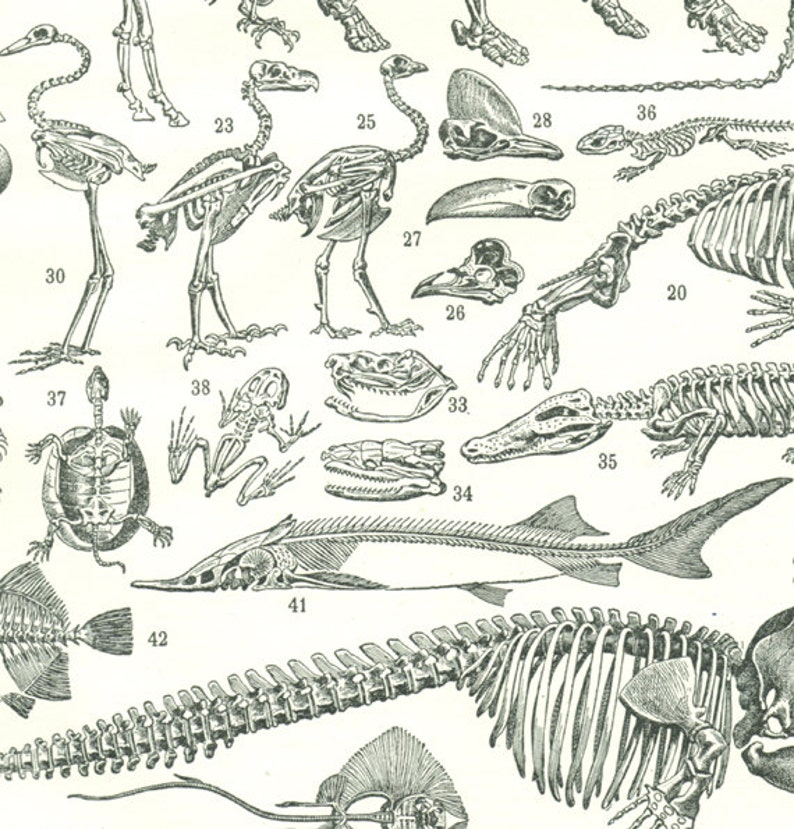 May include: A black and white illustration of various animal skeletons, including a bird, turtle, frog, alligator, fish, and a human. The skeletons are labeled with numbers.