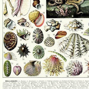 Vintage molluscs print, 1936 Seaside decor, Antique beach decor, Vintage sea shell art, Nautical illustration, Vintage coastal decor imagen 3