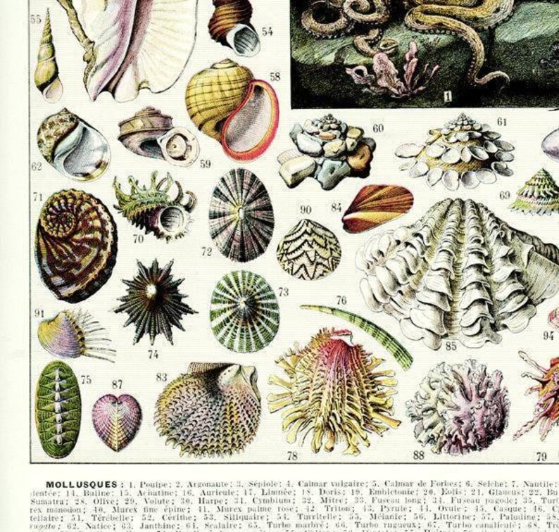 Vintage molluscs print, 1936 Seaside decor, Antique beach decor, Vintage sea shell art, Nautical illustration, Vintage coastal decor imagen 3